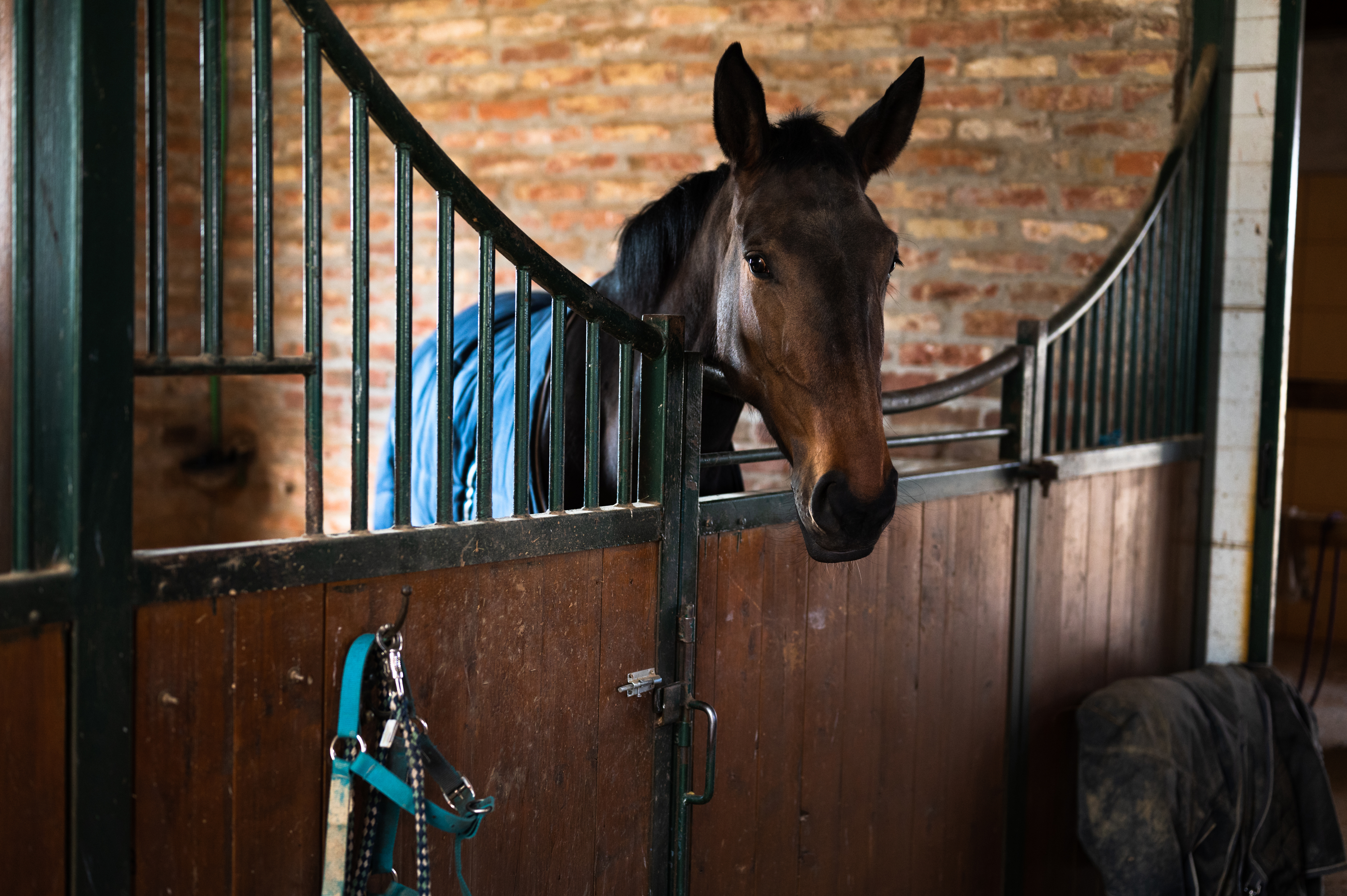 Pferd auf einer Weide